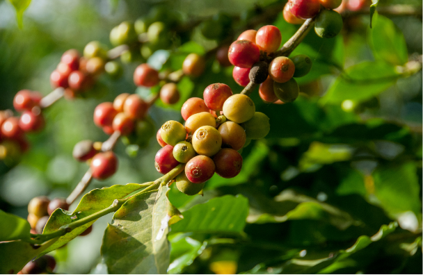 Coffee Beans