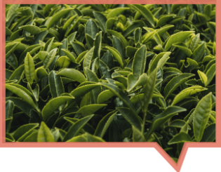 BEST PARTS OF THE TEA LEAF USED FOR A CLEAN, CRISP TASTE.